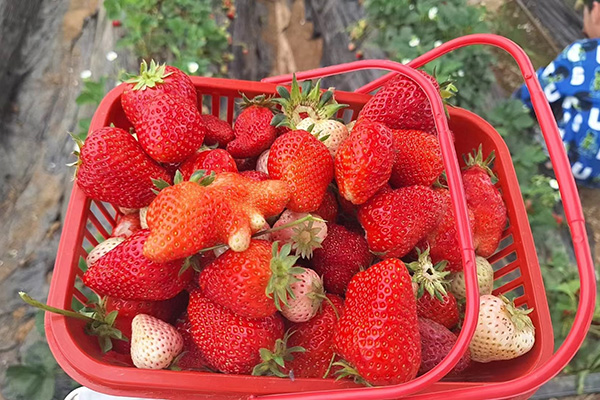 Qingdao Star Machine-ren Fun Day Strawberry Fields-en